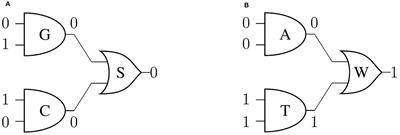 Algebraic and toroidal representation of the genetic code